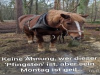 Pferd im Wald mit lustigem Spruch