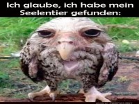 Wenn Harry Potter ein Haustier w�hlt