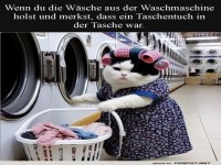 Wenn die Katze den Waschtag �bernimmt