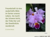 freundschaft ist