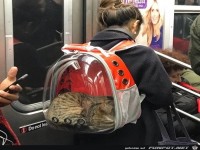 Katzen-Rucksack