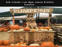 Super K�rbis-Verk�ufer