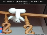 Lustige Katze