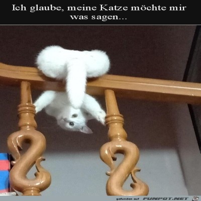 Lustige-Katze.jpg von Sweetheart