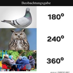 fun-Bild: Tierische Drehsitze