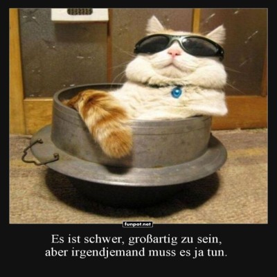 Cool-Cat-on-a-Mission!.jpg von Leona