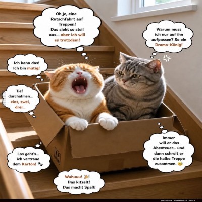 Katzen-im-Karton:-Abenteuerspa&szlig;-pur!.jpg von Mareike-21