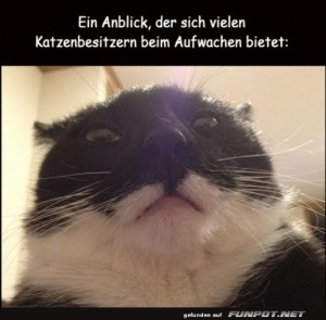 Morgens:-Katzenselfie-�berraschung!.jpg auf www.funpot.net