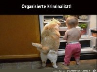 Das ist organisierte Kriminalit�t