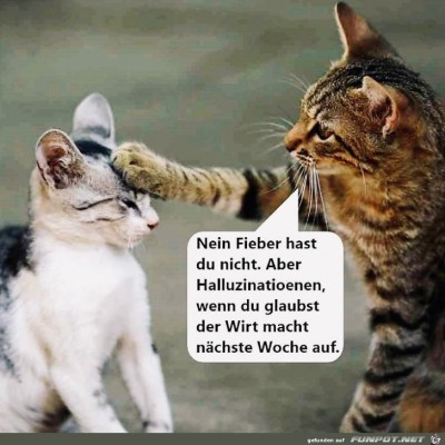 Du-hast-kein-Fieber.jpg von DunklesBrot