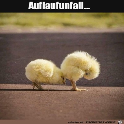 Aufgelaufen.jpg von Luis