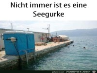 Vorsicht vor falschen Seegurken