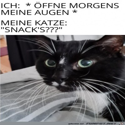 Katze-ist-schon-wach.jpg von Sweetheart