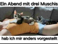 Katzen gem�tlich auf Person liegend