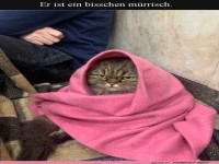 Murrischer Miezen-Moment