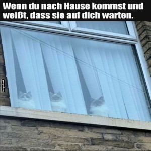 fun-Bild: Katze-Überraschung hinter dem Vorhang