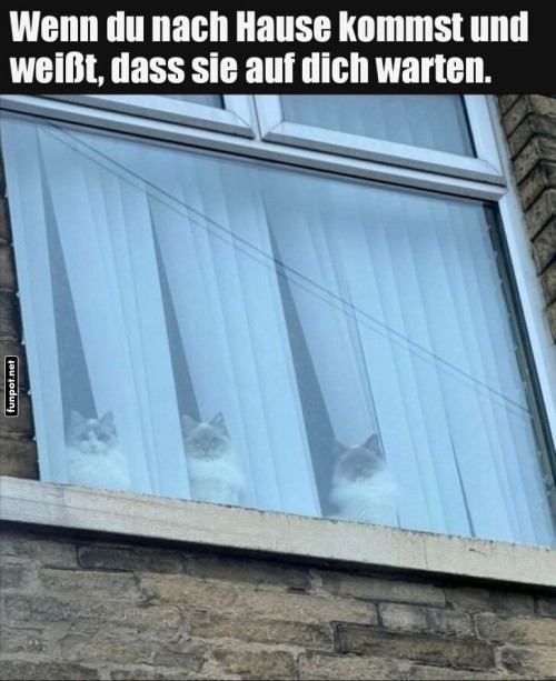 Katze-Überraschung-hinter-dem-Vorhang.jpg auf www.funpot.net