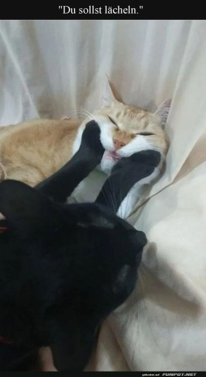 Katzenkomdie:-Lcheln-auf-Befehl!.jpg auf www.funpot.net