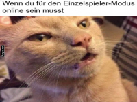 Kater mit WLAN-Problemen