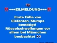 Eilmeldung: Elefanten mit R�sselschnupfen!