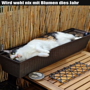 Katzengarten:-Grüner-Pfotenstopp.jpg von Josie-96