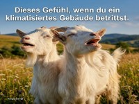 Klimatisierter Ziegen-Genuss