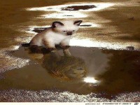 ...in einer Pftze gespiegelt