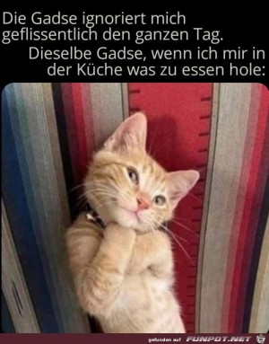 Charmeur-Katze.jpg auf www.funpot.net