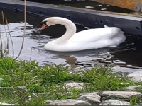 Schwan