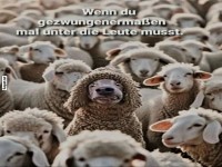 Ein schwarzes Schaf in der Herde