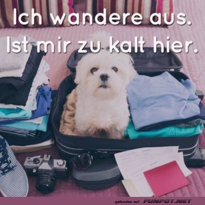 Hund-auf-Reisen:-Zeit-für-wärmere-Gefilde!.jpg von Ida-1969