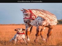 Fleckenpower im Doppelpack!