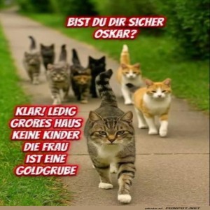 fun-Bild: Bande der schnurrenden Abenteurer
