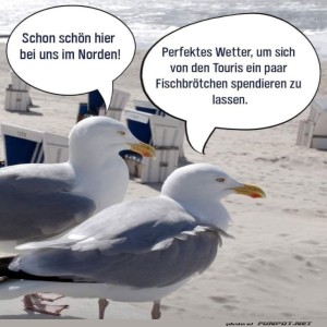 Möwenmarketing:-Touris-und-Fischbrötchen!.jpg von Leona