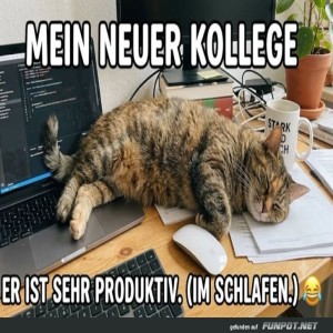 Katzen-Kollege-auf-�berstunden.jpg von SexOnTheBeach