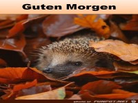 Guten Morgen