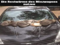 Katzen nutzen Restw�rme