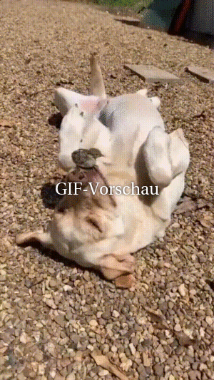 Vogel auf Hundeschnauze