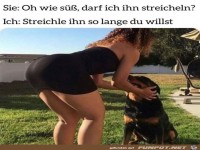 Hund streicheln