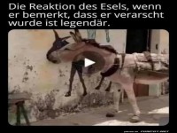 Der Esel und die lustige Wandmalerei