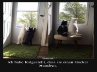 Katzen schauen aus dem Fenster