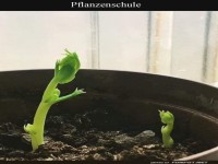 Keimende Pflanzensprsslinge im Topf