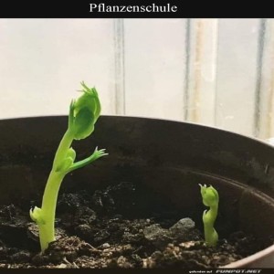 fun-Bild: Keimende Pflanzensprösslinge im Topf