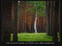 Einzigartiger Baum im Wald