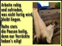Katzenyoga: Entspannt und unbeeindruckt!