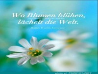 wo Blumen bluehen