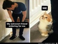 Sch�chternes K�tzchen