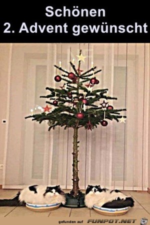 Weihnachtsbaum-und-Katzen.jpg auf www.funpot.net