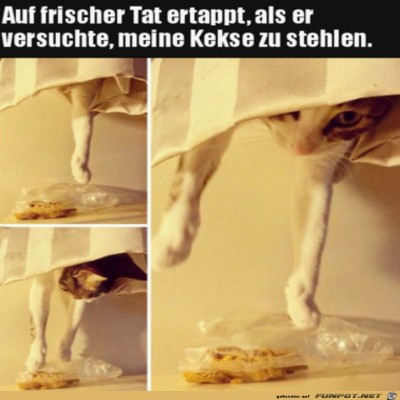 Keks-Dieb.jpg von Brenda