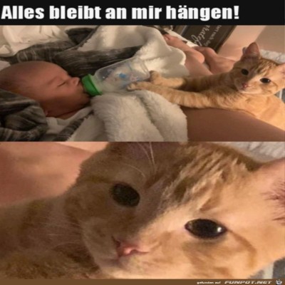 Die-Katze-muss-alles-machen.jpg von Ole